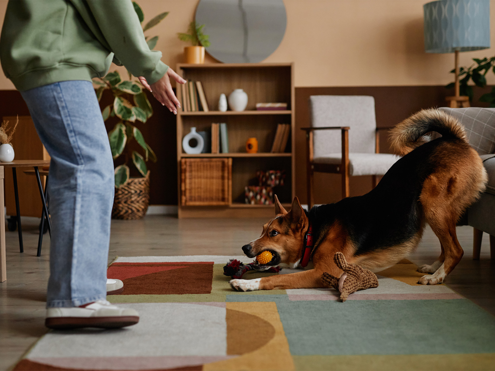 Is your dog walking you? Here’s how to change that Is your dog walking you? Here’s how to change that