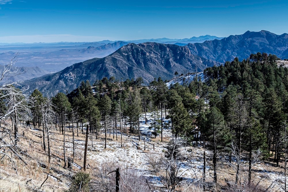 A photograph of Aphonopelma jacobii's habitat high up in the Chiricahua Mountains