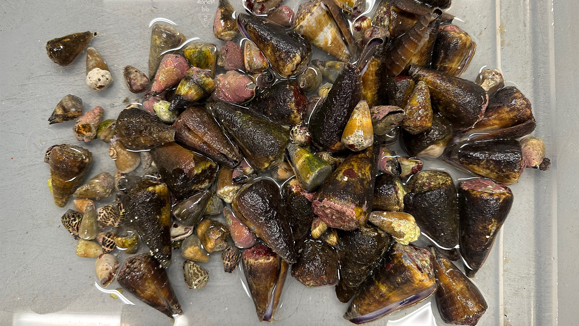 Precise, lethal sea snail toxin could one day lead to better medicines Precise, lethal sea snail toxin could one day lead to better medicines