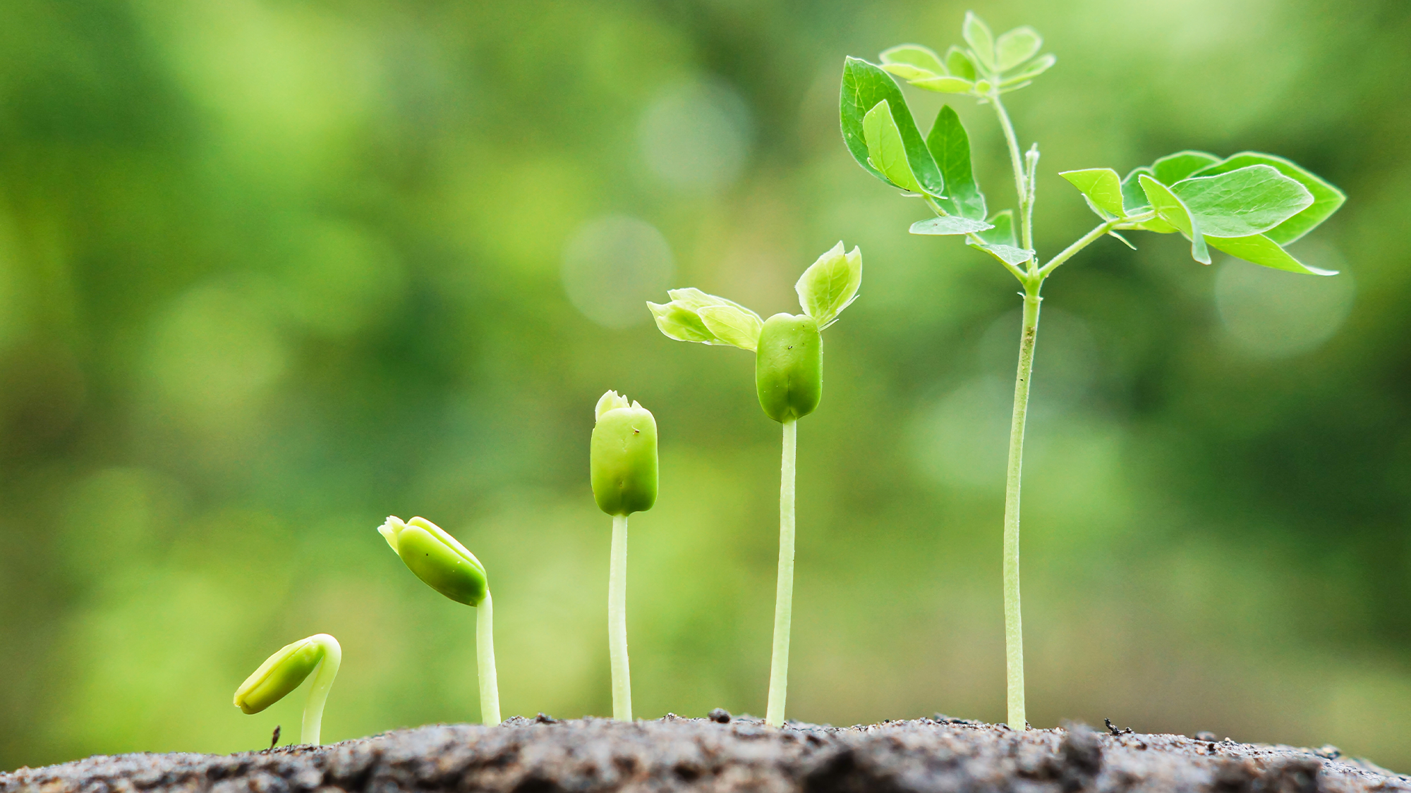 Yes, plants go through ‘puberty’ Yes, plants go through ‘puberty’
