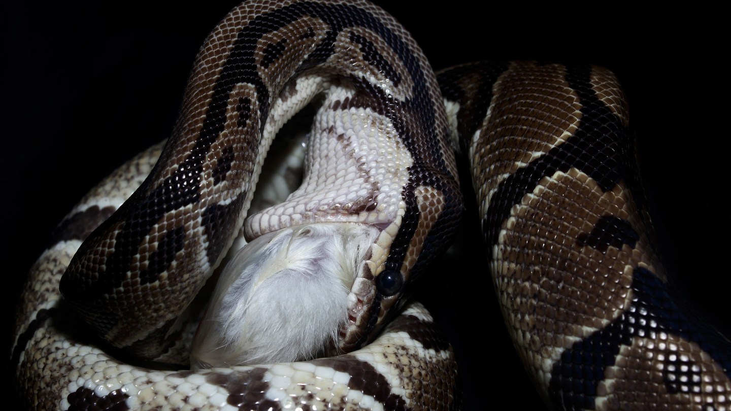 How pythons can eat such giant meals | Popular Science