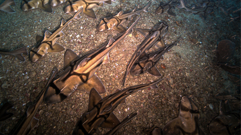 Port Jackson sharks sleeping on the seafloor at Beagle Marine Park.
