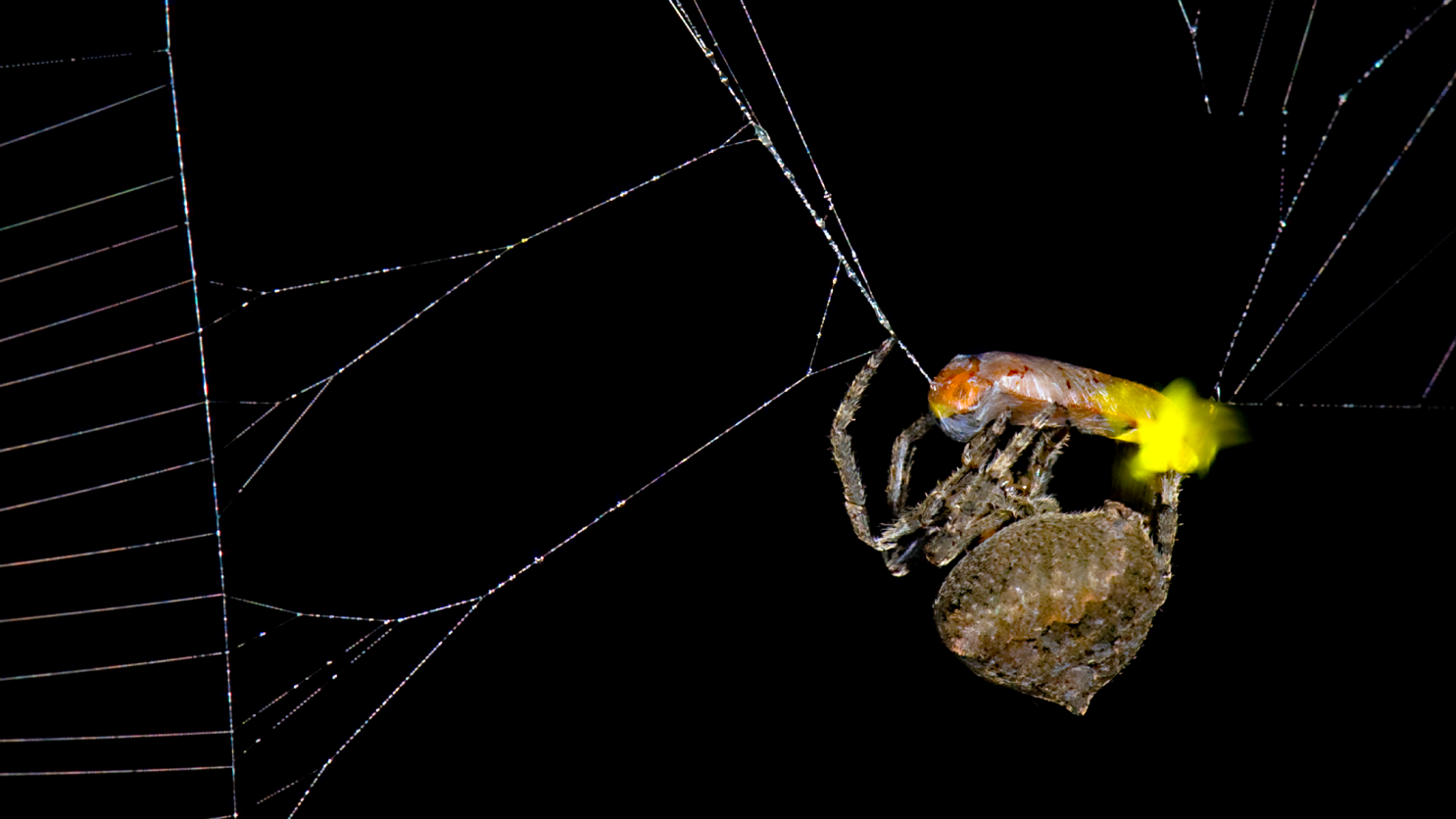 Watch a slingshot spider deploy a perfectly-timed trap | Popular Science