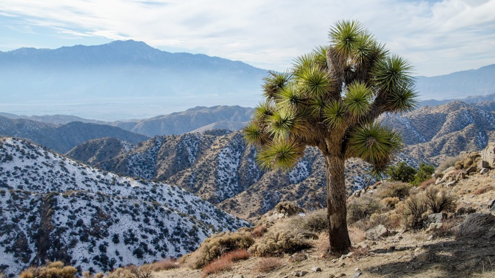 With hotter, drier weather, California’s Joshua Trees are in trouble ...