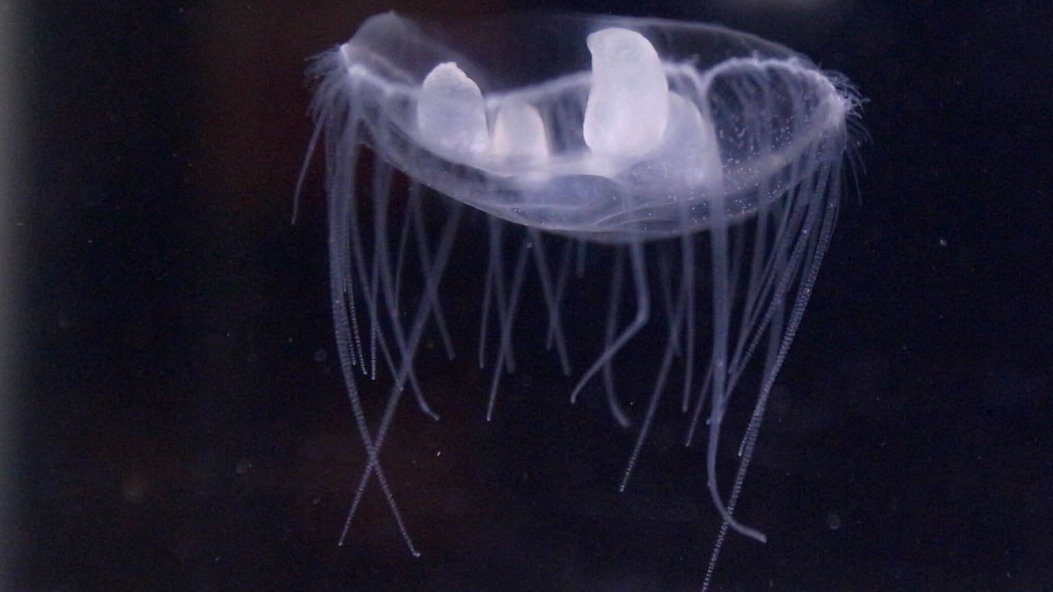 Invasive jellyfish 'clones' are spreading into Canada | Popular Science