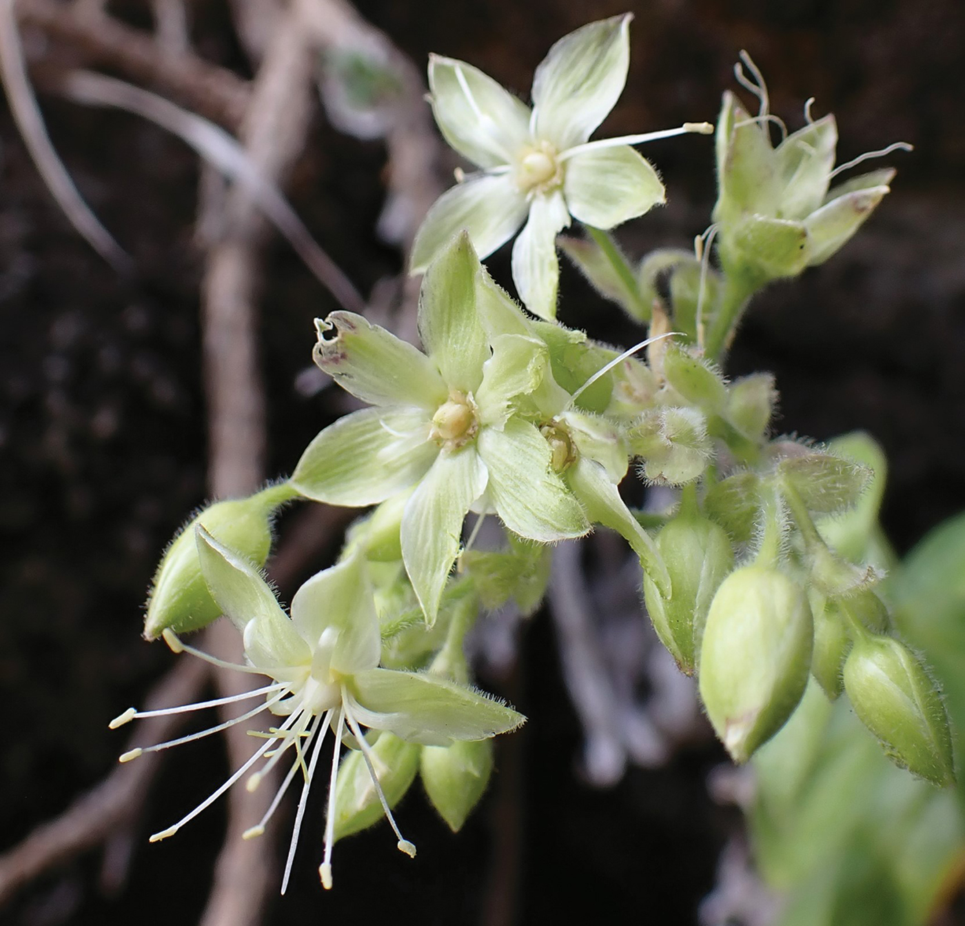 Drone discovers hidden Hawaiian plant species | Popular Science