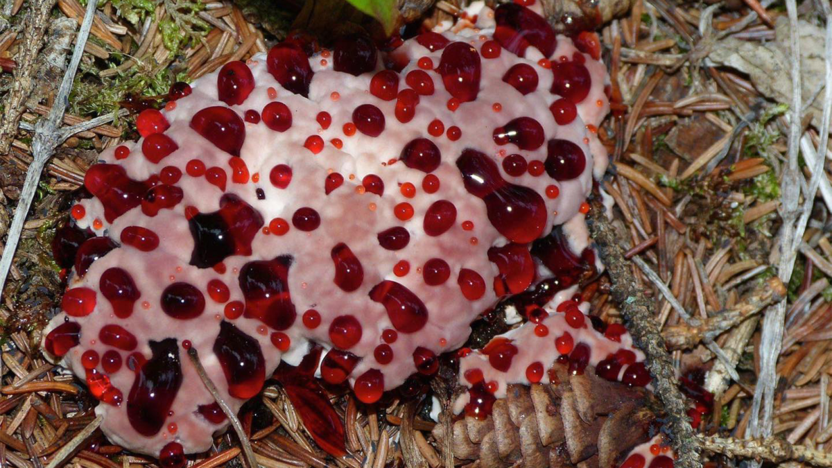 That's not blood, it's a fungus oozing excess juice | Popular Science