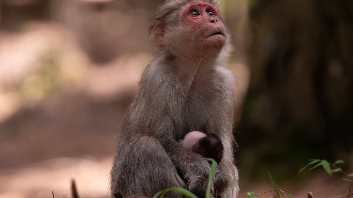 How animals react to death: From vigils to cannibalism | Popular Science