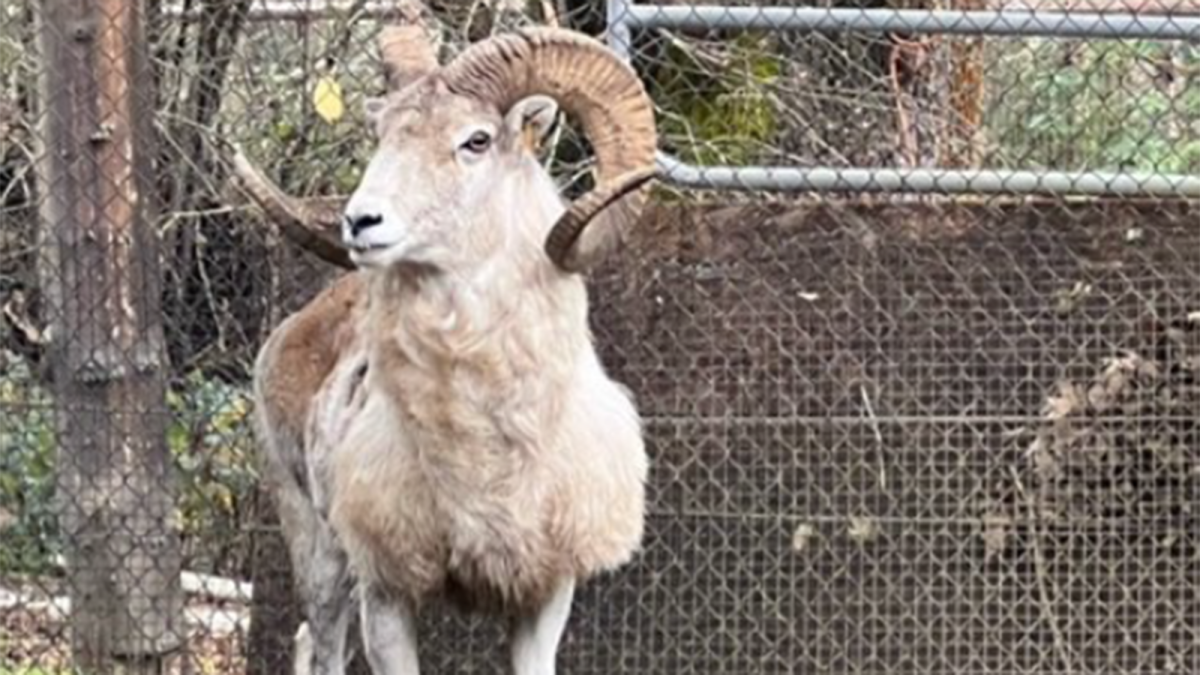Montana breeder of illegal, giant sheep hybrid clones gets 6