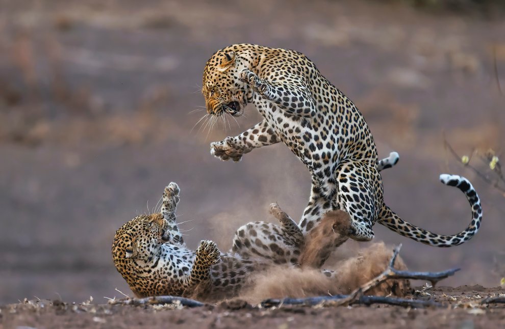14 dramatic moments from the 2024 Nature’s Best Photo Awards | Popular ...