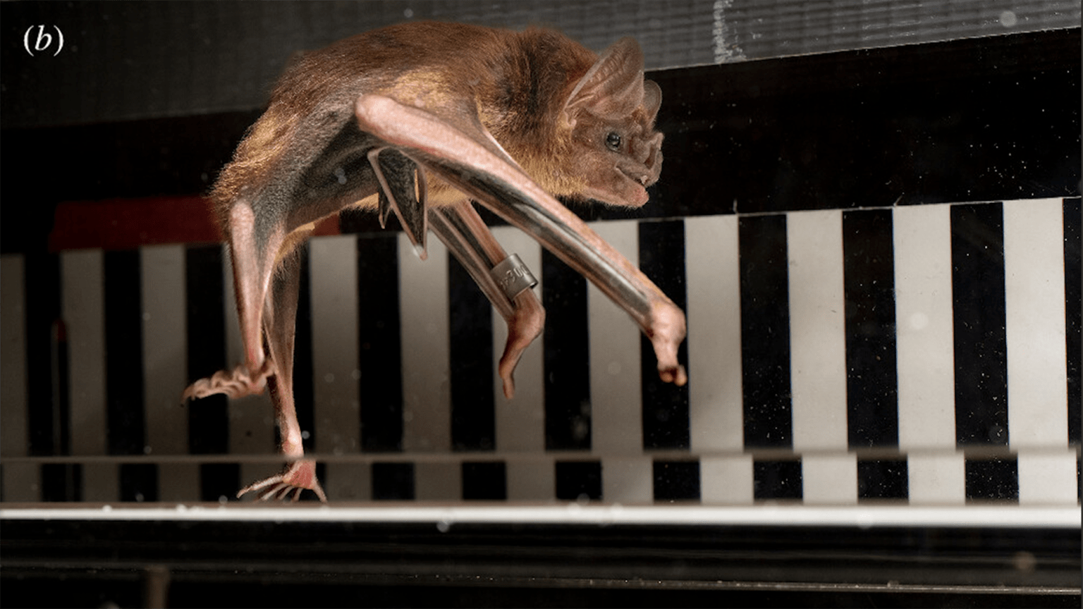 Bats Archives | Popular Science