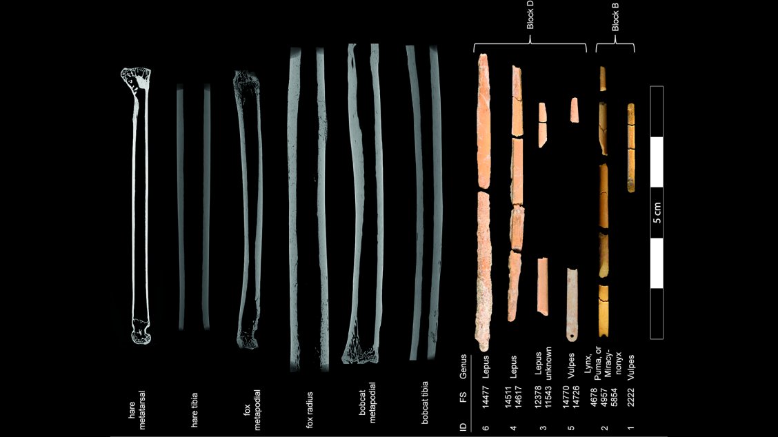 Ice age humans made needles from animal bones, archeologists discover ...