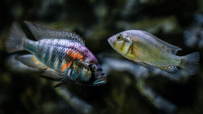 Curated visual reference: Picture Idea: Stress Is Warping These Fish Brains