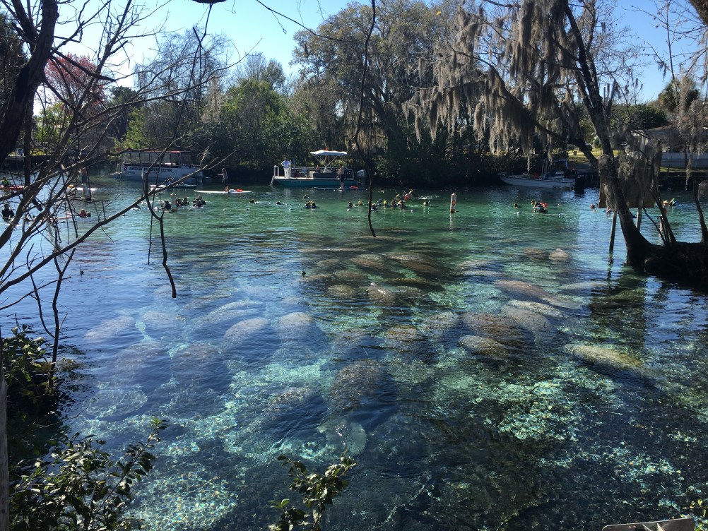 Florida’s famous manatees were originally tourists | Popular Science