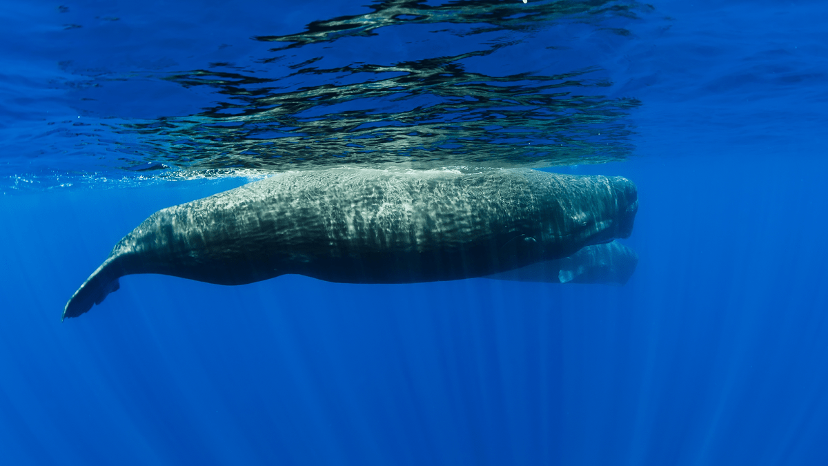 [注目！！]サーフボード Sperm whale 注目！！]サーフボード Sperm whale