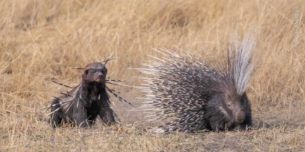 25 enchanting images from the Wildlife Photographer of the Year People ...