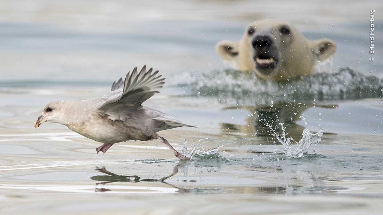 25 enchanting images from the Wildlife Photographer of the Year People ...