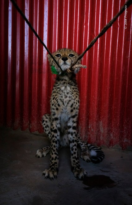 25 enchanting images from the Wildlife Photographer of the Year People ...