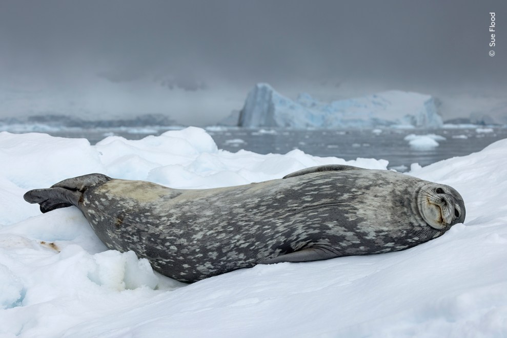 25 enchanting images from the Wildlife Photographer of the Year People ...