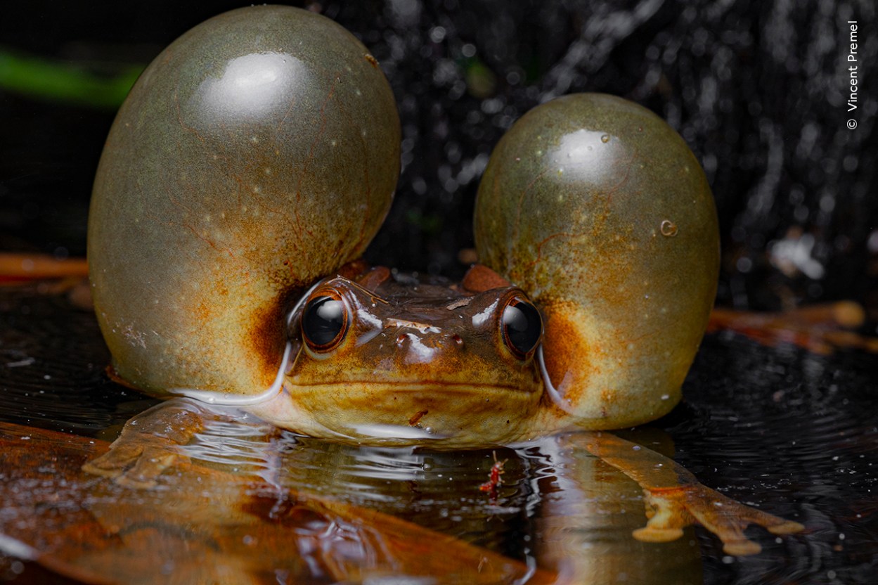 25 enchanting images from the Wildlife Photographer of the Year People ...