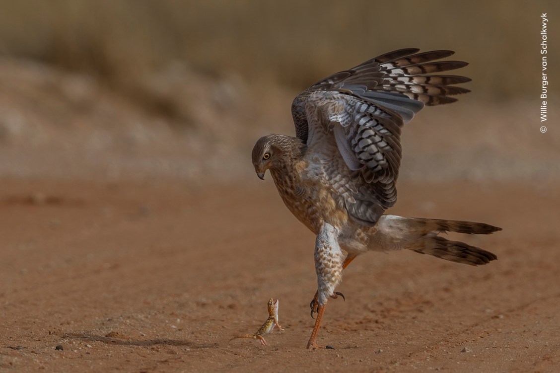 25 enchanting images from the Wildlife Photographer of the Year People ...