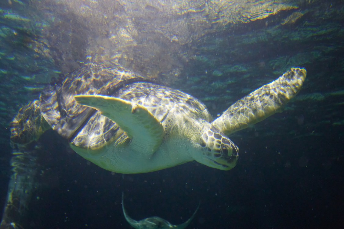 Sea turtle with 'bubble butt syndrome' gets a 3D-printed custom harness ...