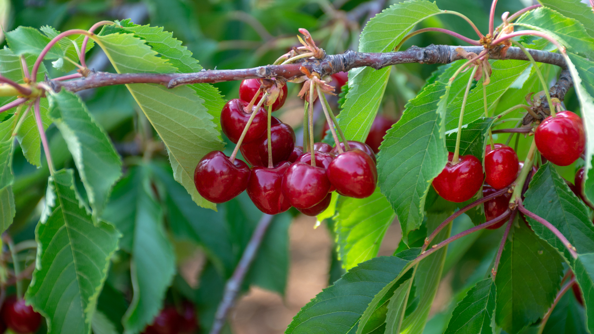 cherry on tree