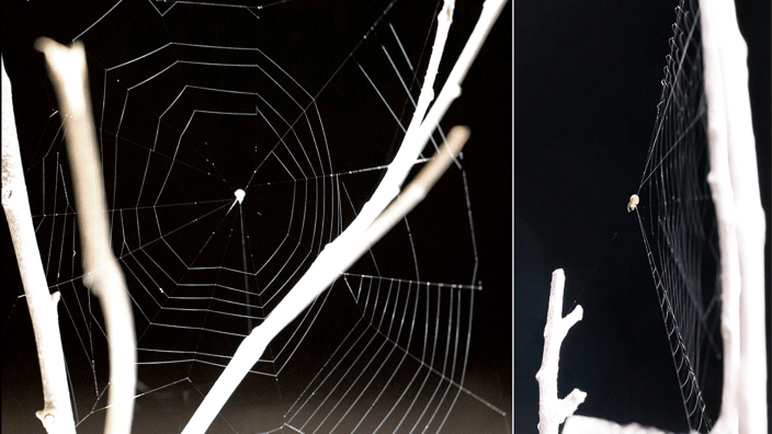 Spider Strand Beware, beachgoers: New spider discovered in California's sand dunes ...