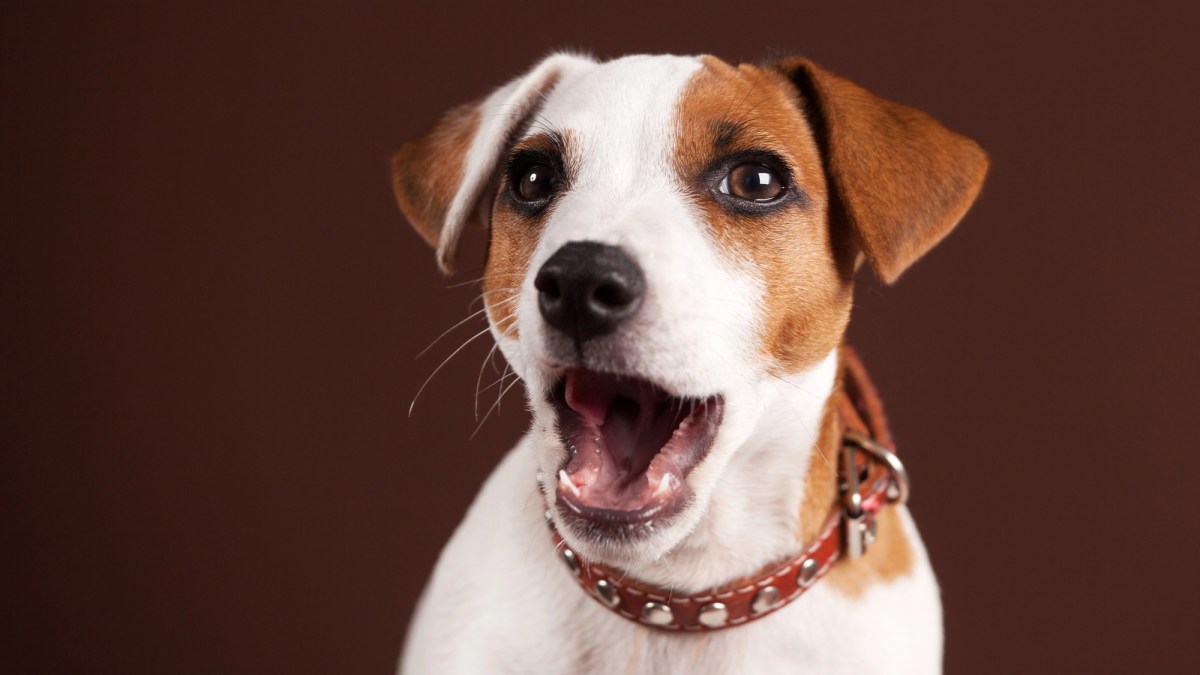 Dogs really are communicating via button boards, new research suggests