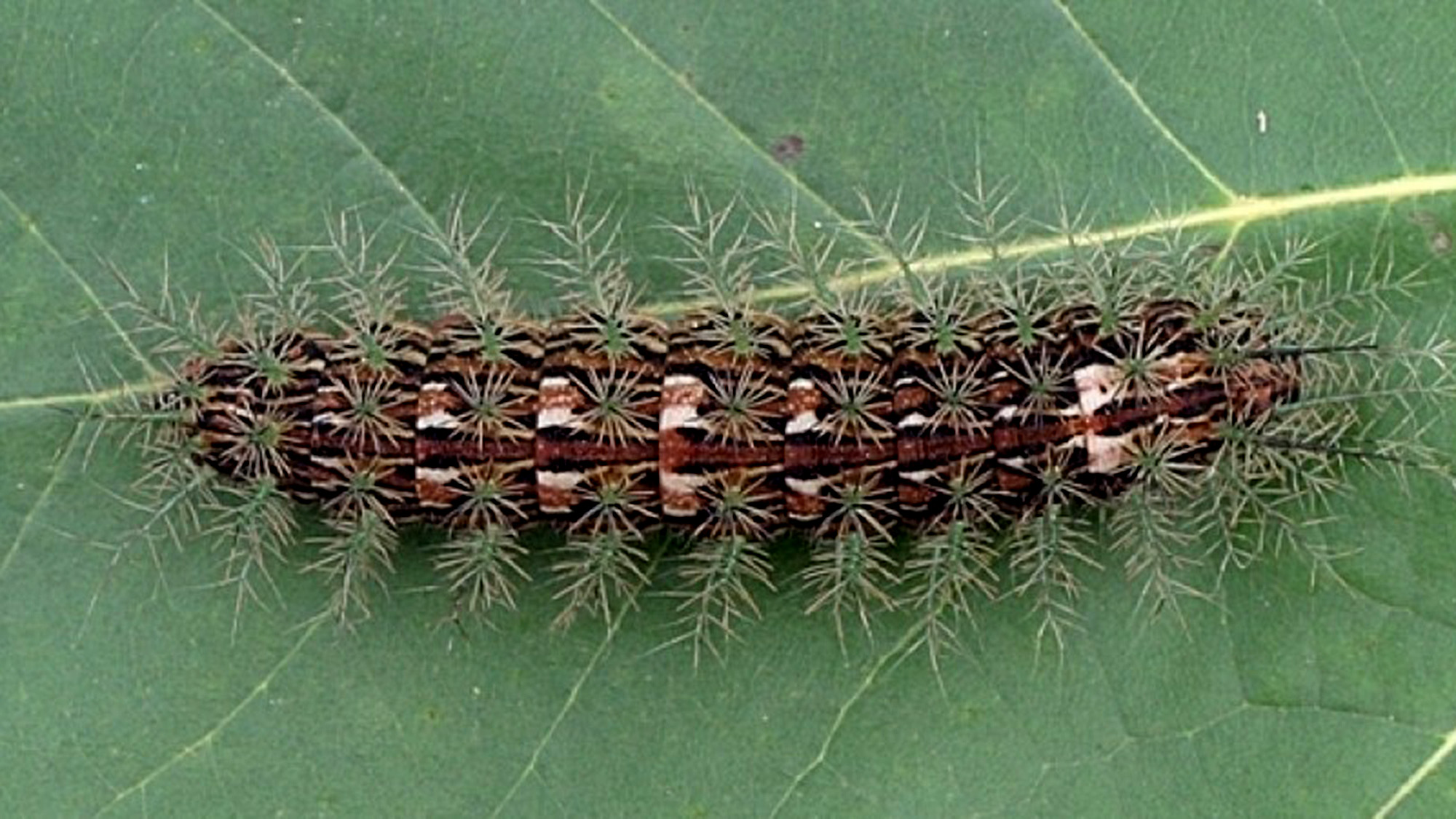 South America’s green fire taturana caterpillar, Lonomia obliqua, makes a venom that interferes with blood clotting; venoms of other caterpillars can cause long-lasting pain, severe itch, respiratory problems and more.
