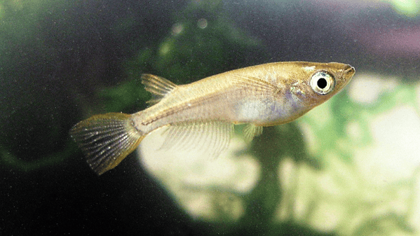 Madeca Fish These fish can mate 19 times per day | Popular Science