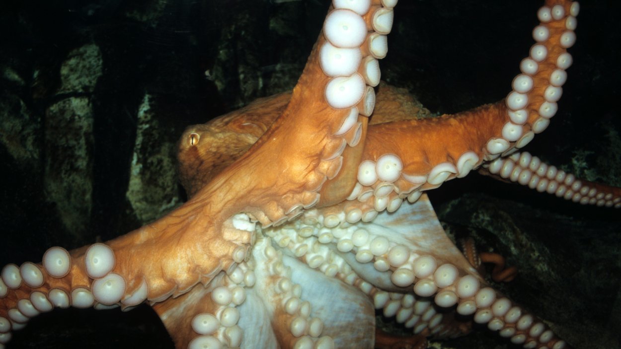 Octopus Rostrum Why every arm of an octopus moves with a mind of its own | Popular Science