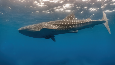 Whale shark pre-mating ritual observed for the first time | Popular Science