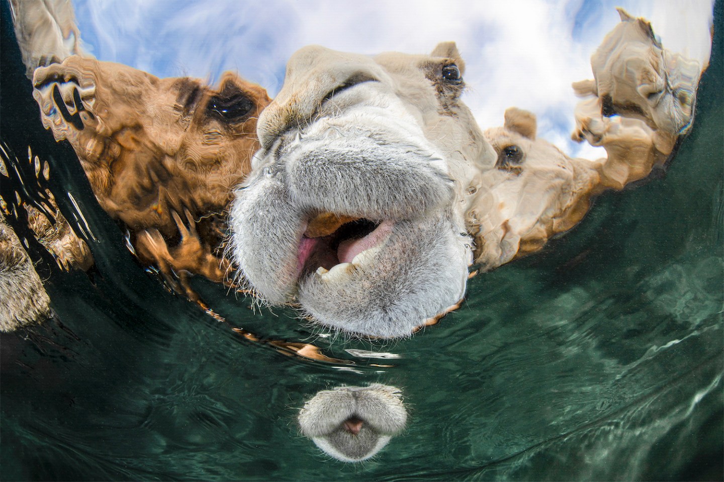 15 breathtaking images from the Underwater Photographer of the Year ...