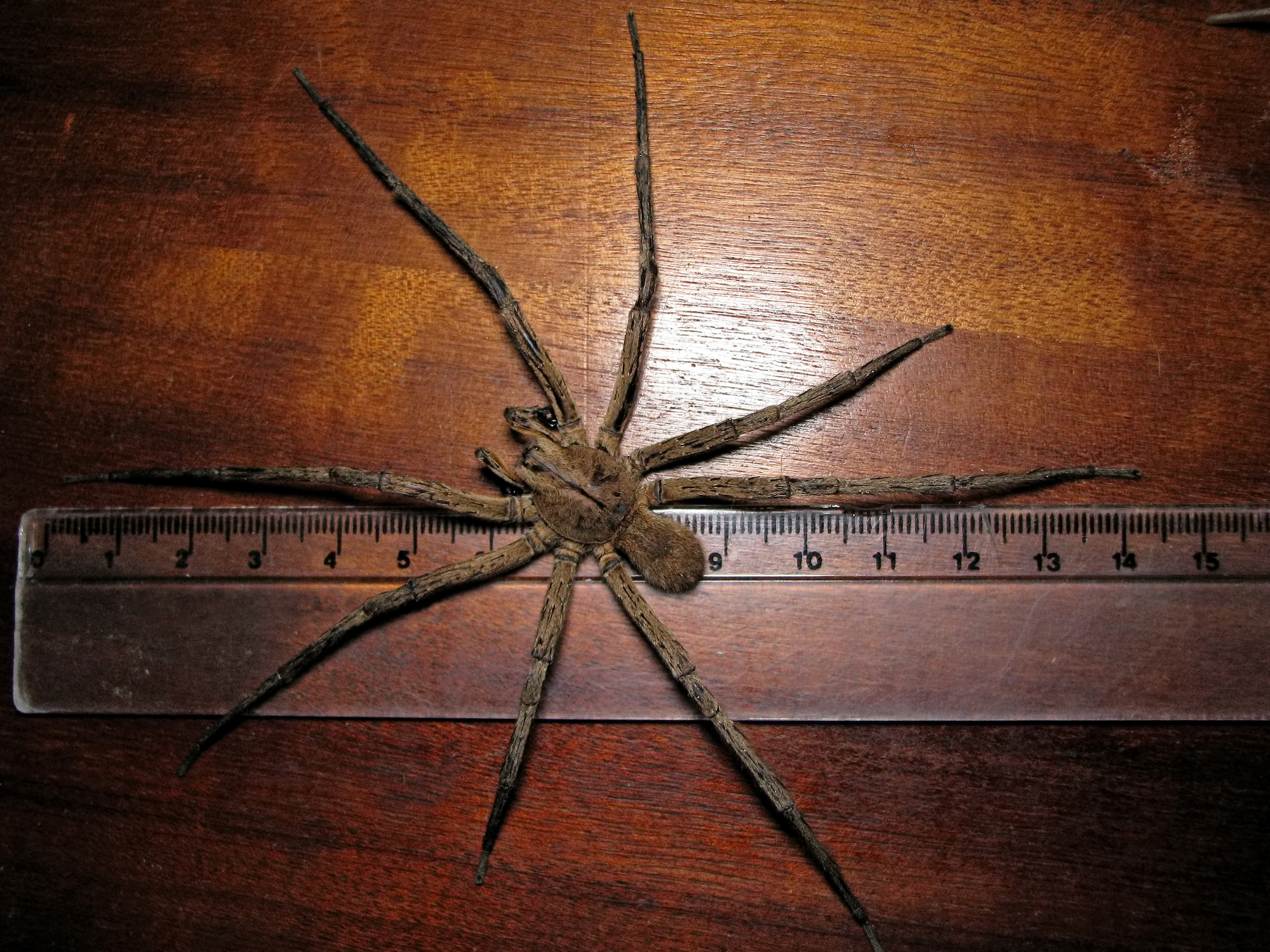 Top view of a male Phoneutria nigriventer over a ruler in centimeters, photo taken with a deceased specimen, known locally as aranha armadeira.