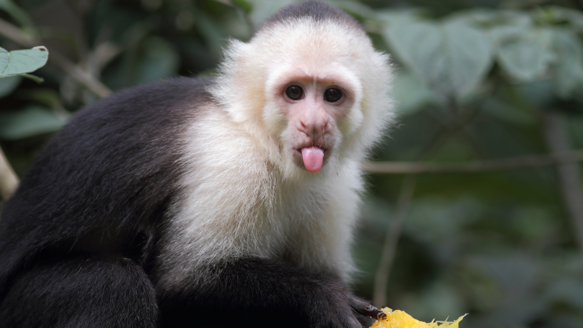 "A white-headed capuchin (Cebus capucinus) eating a fruit, sticking its tongue out.More of my pictures of animals:"