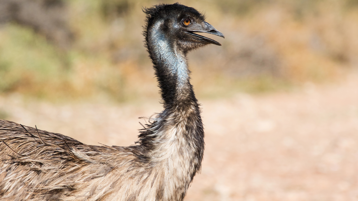 emu.png?w=1200