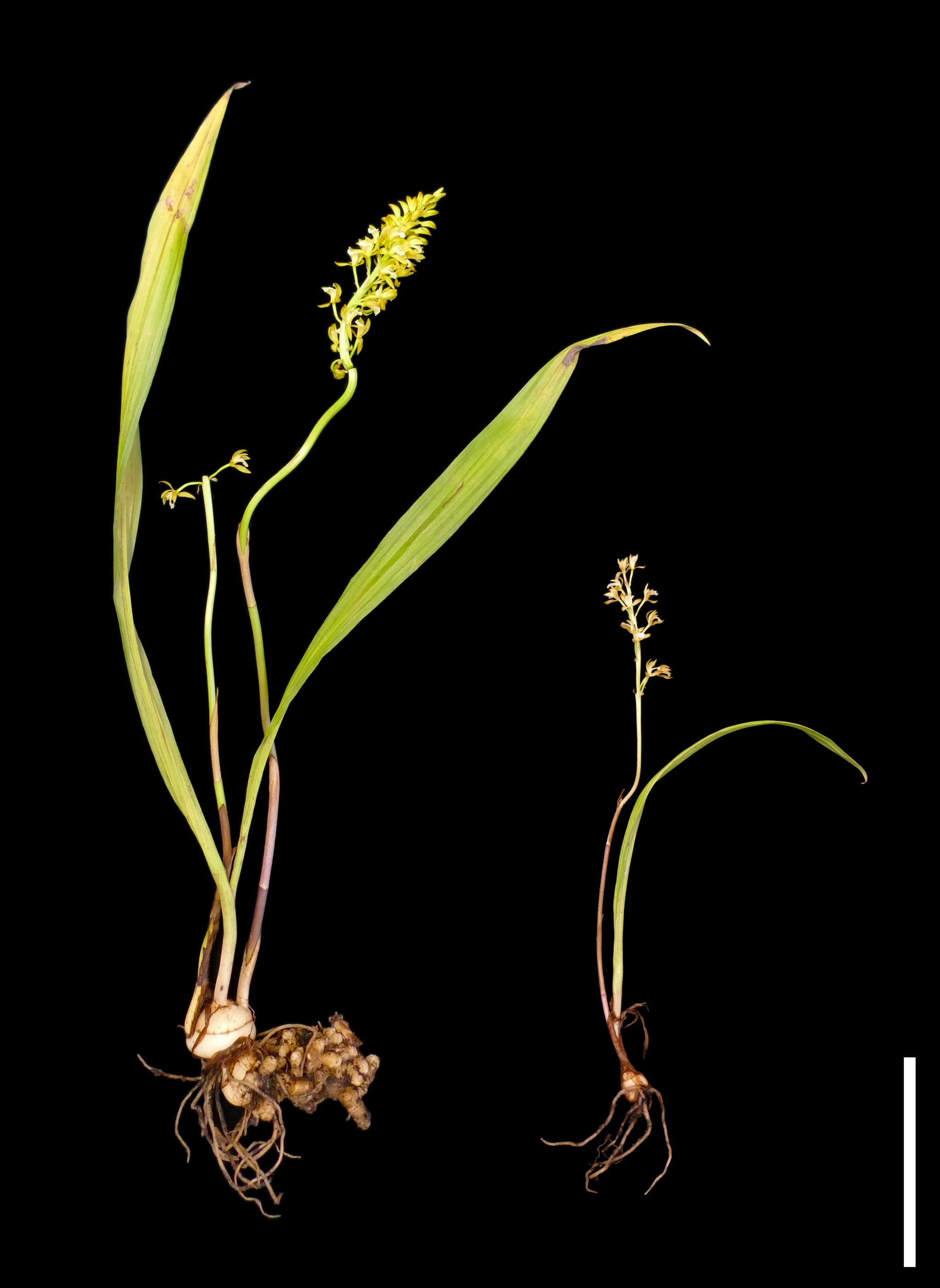 Parasitic orchids ditch photosynthesis for fungi | Popular Science
