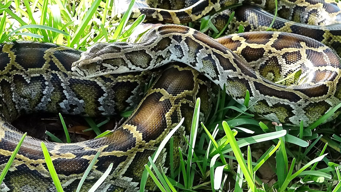 Hunting for Burmese pythons is best done in the dark | Popular Science