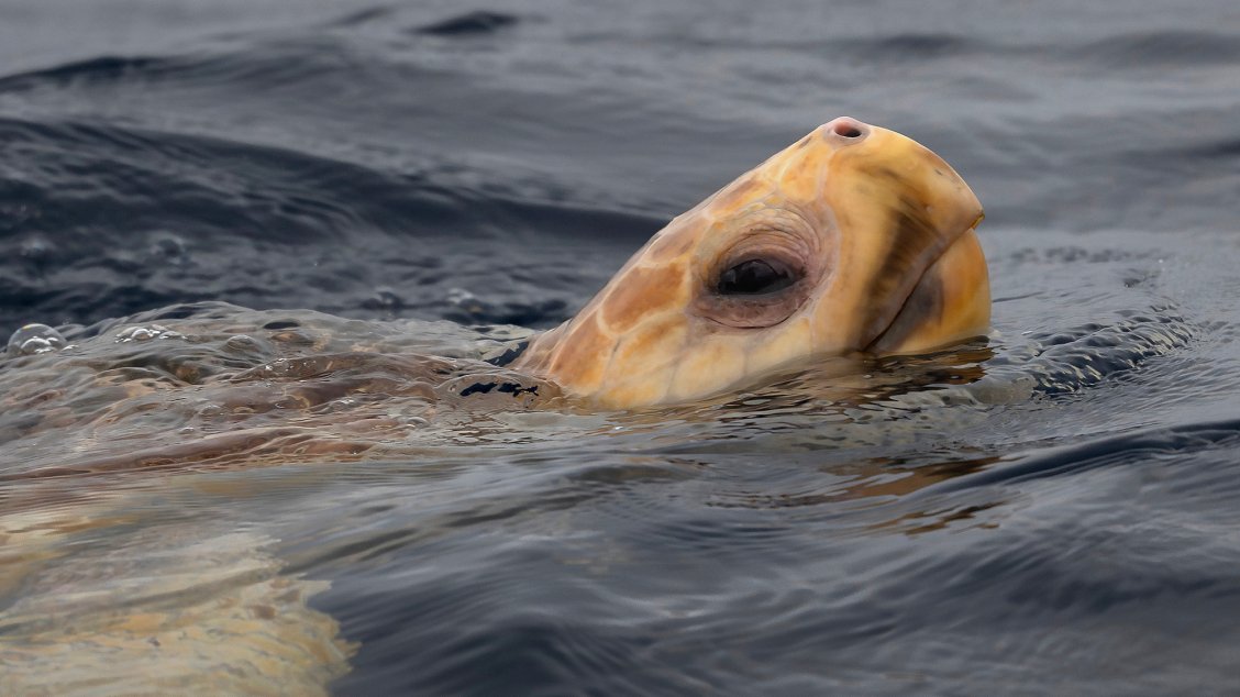 Turtle Tumbling These sea turtles ‘dance’ when magnetic fields lead them to a snack ...