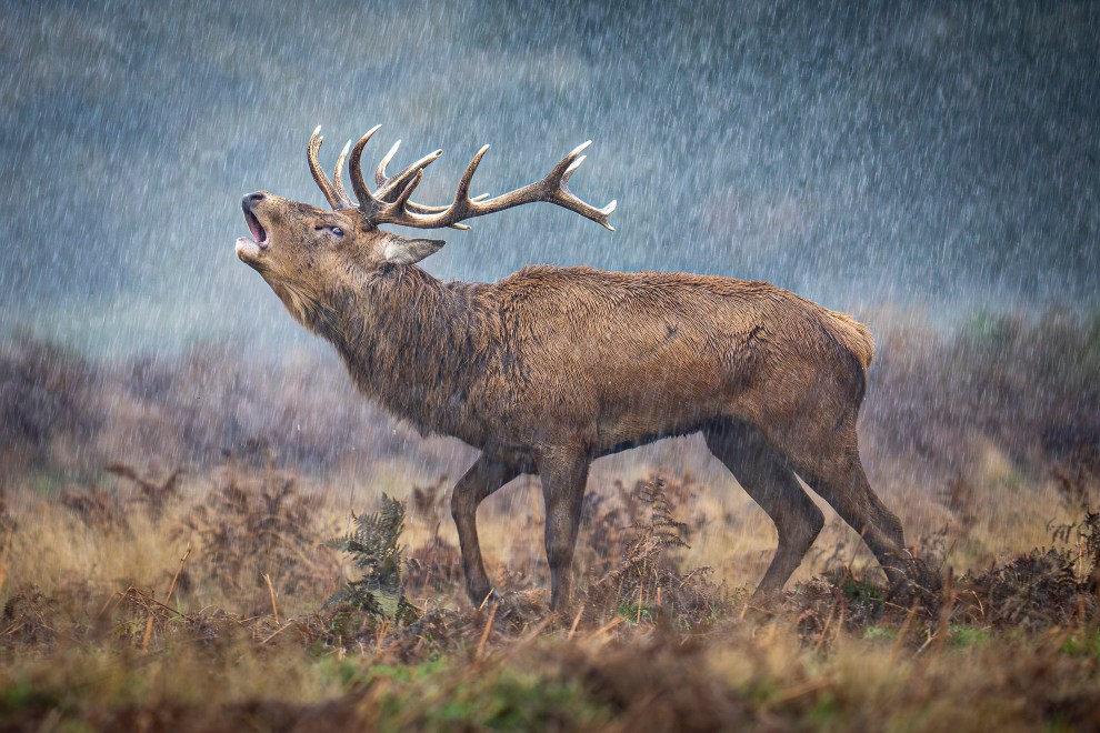 11 brilliant images from the British Wildlife Photography Awards ...