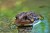 Close up view of a frog in the water