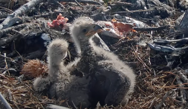 Help Jackie and Shadow name their bald eagle chicks | Popular Science