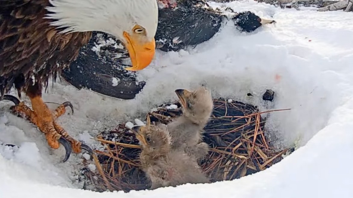 Live cam bald eagles lost 1 of 3 chicks after snowstorm Popular Science