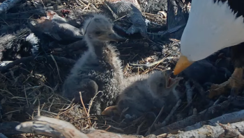Help Jackie and Shadow name their bald eagle chicks | Popular Science