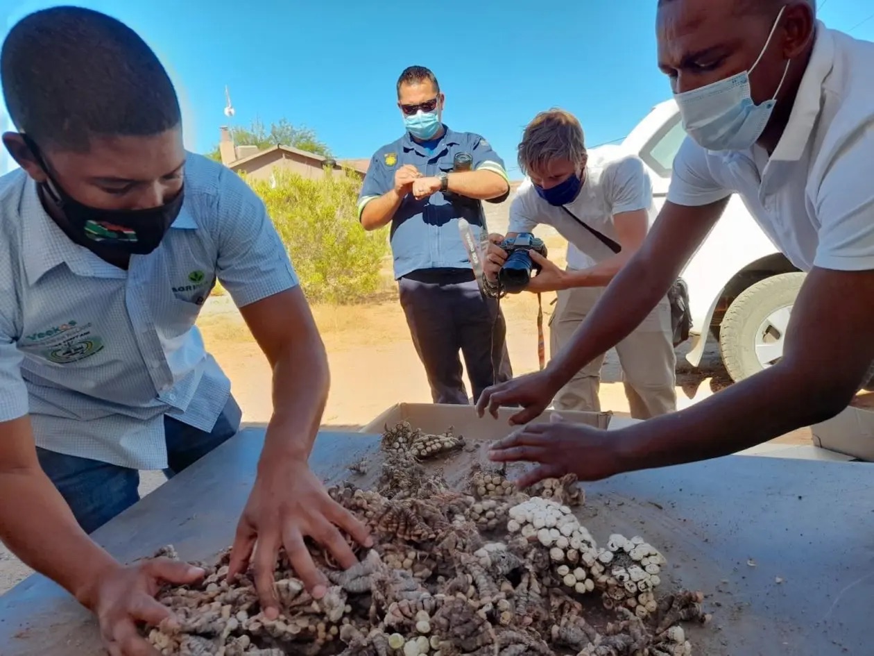 police officers sifting through plant debris on a table