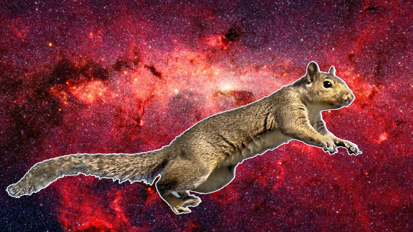 Squirrels could be the key to getting us into deep space | Popular Science