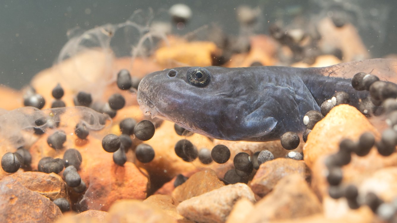 Cannibal tadpoles help Australia fight invasive species | Popular Science