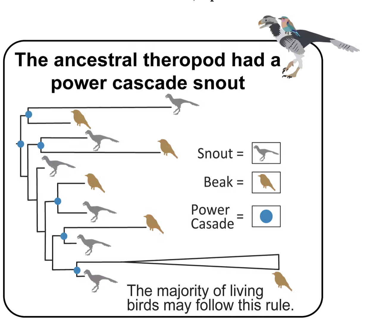 snout evolution chart