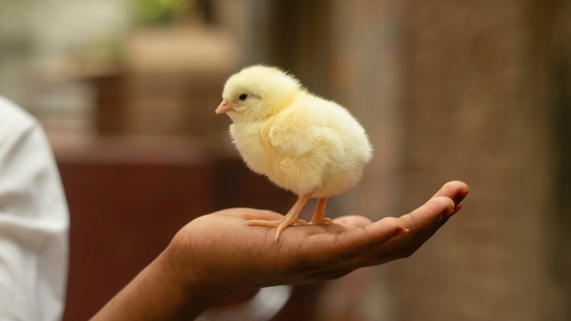 Close-up of baby girl holding chicken